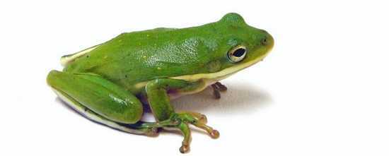 Gratis SEO Tool Screaming Frog is een must